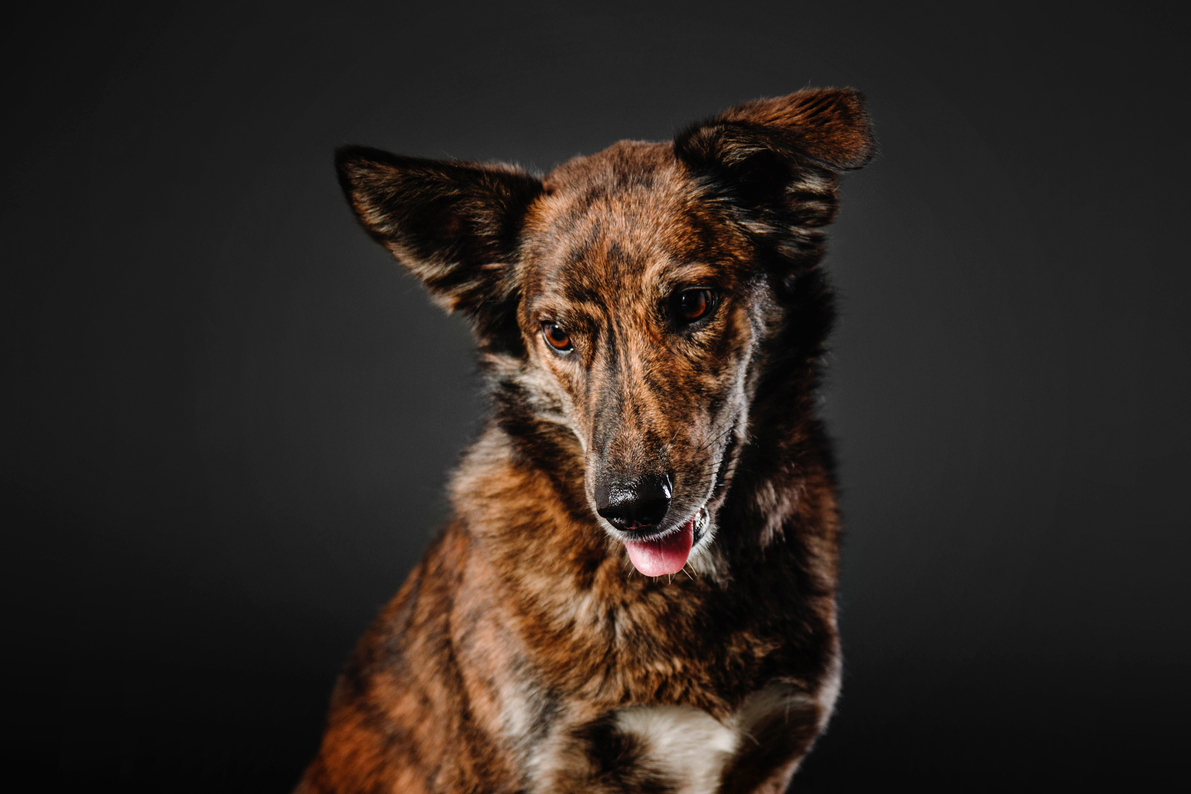 Image service Animaux